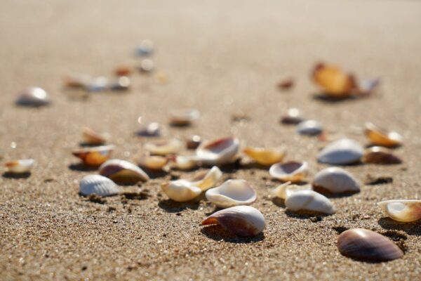 Sahile Gelen Deniz Kabukları