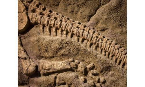 DİNO İSKELETİ –Kemiklerin Gücü