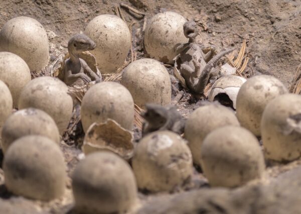 DİNO YUMURTALARI NEREDE?