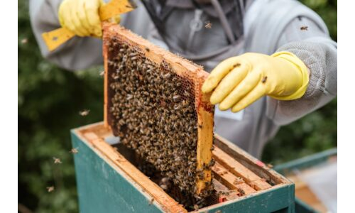 O t e l  Yabani Arı