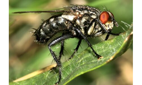 Sinek Yakalama Oyunu