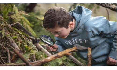 Böcekler Proje Çalışması – Doğa ve Yaşam