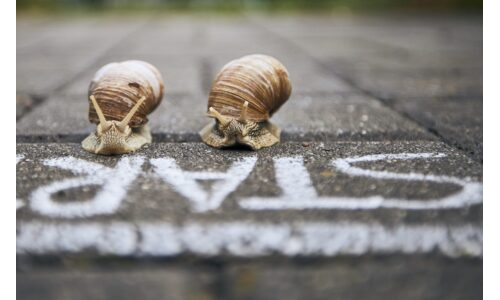 Salyangoz Yarışı İlk Salataya Kim Ulaşacak?