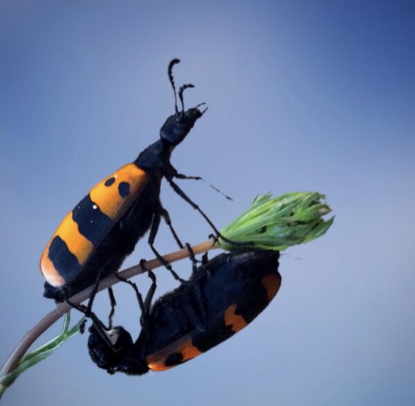 Böcek Sergisi: Kendi Kınkanatlımı Tasarlıyorum