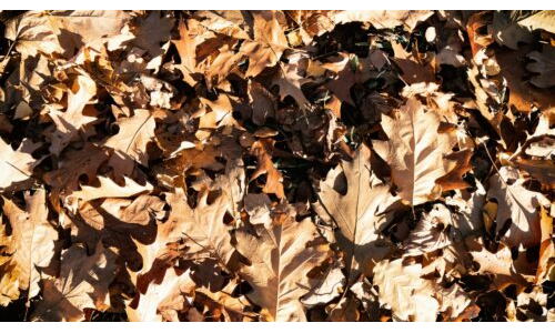 Sonbahar Yaprakları