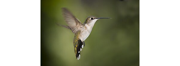 YILDIZLARA UÇAN KUŞUN HİKÂYESİ