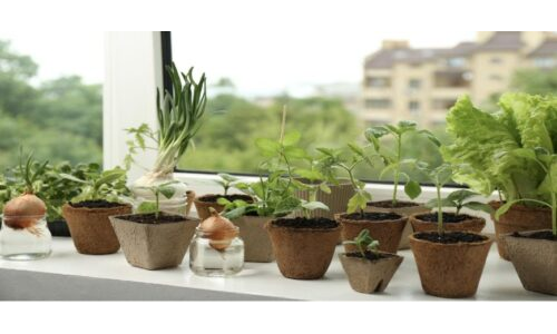 Gün Gün Büyüyorum – Zaman ve Bitki Gözlem Projesi