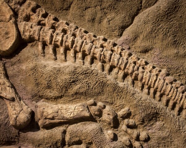 DİNO İSKELETİ –Kemiklerin Gücü