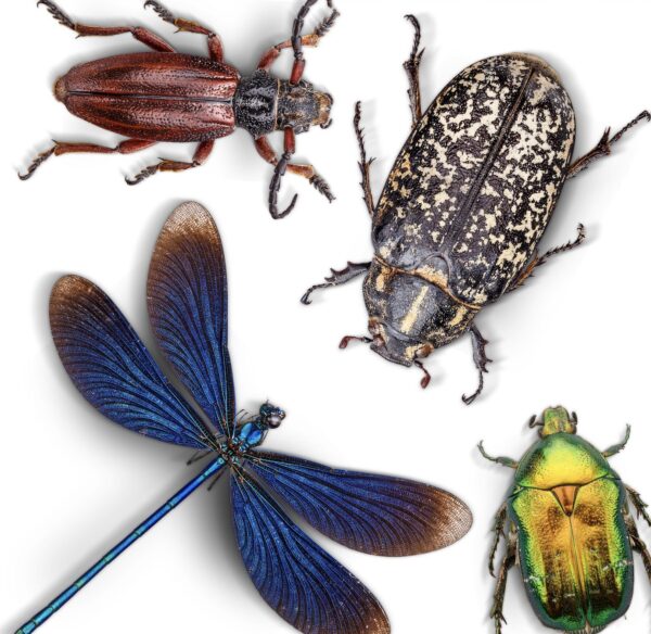 Mıknatısla Hareket Eden Böcekler