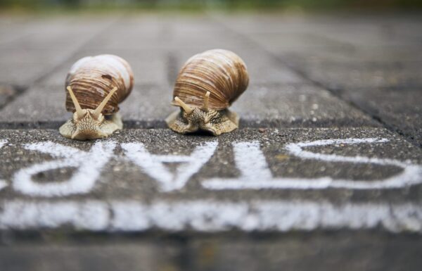 Salyangoz Yarışı İlk Salataya Kim Ulaşacak?