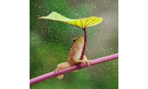 Başparmakla Kurbağa Yapma