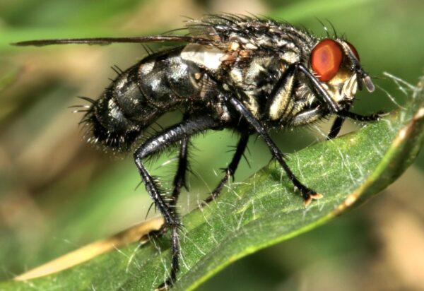 Sinek Yakalama Oyunu