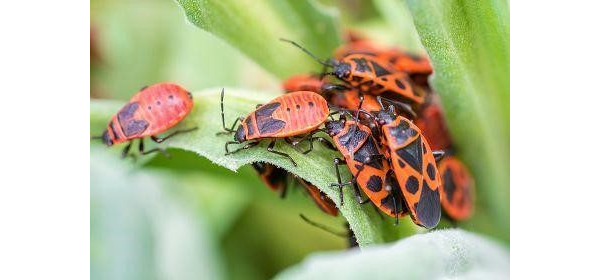 Ateş Böceği Ailesi