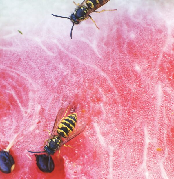 BÖCEKLER NASIL BESLENİR?