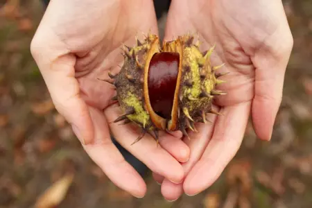 Kestane Boncuk Kuş Tüyü Kolye Çalışması
