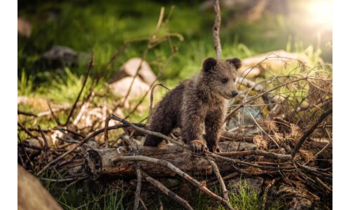 Ayıcık Ailesi Antalya’ya Tatile Gidiyor
