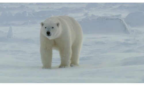 Gazete Kâğıdından Kutup Ayısı