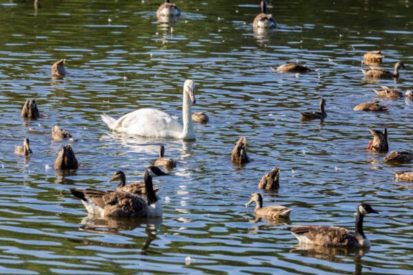 Göl Sakinleri Hareket Halinde