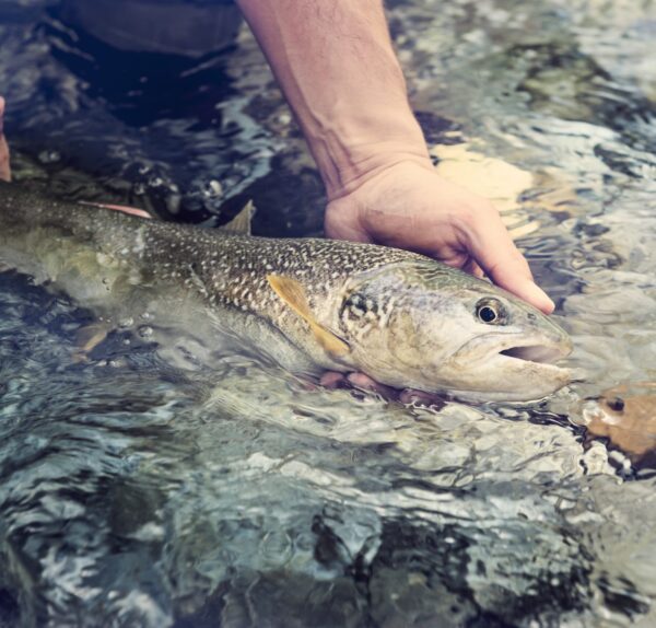 Deredeki Alabalık ve Değirmen Hikâyesi