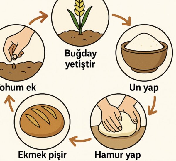 Ekmek Serüveni – Tohumdan Sofraya