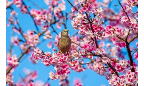 İlkbaharı Görmek ve Duymak