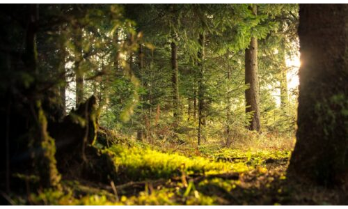Orman bakım ister-Dramatik Oyun