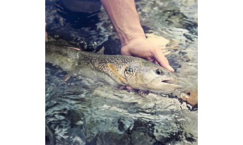 Deredeki Alabalık ve Değirmen Hikâyesi