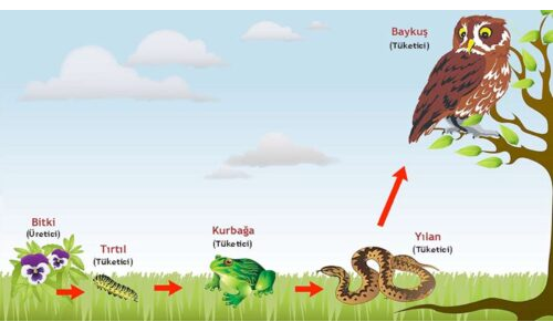 Besin Zinciri Aktivitesi