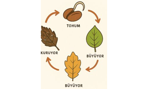 Yaprağın Döngüsü