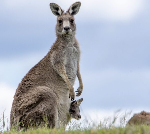 Kanguru Kesesini Nasıl Aldı? (Hikâye ve Drama Etkinliği)