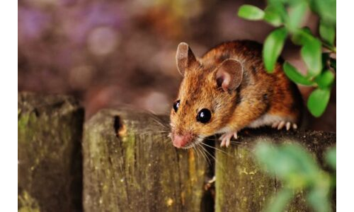 Mino  Ve Dino Bayramda Tatil Yapıyor