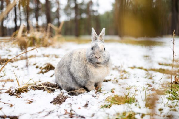Küçük Kar Tavşan
