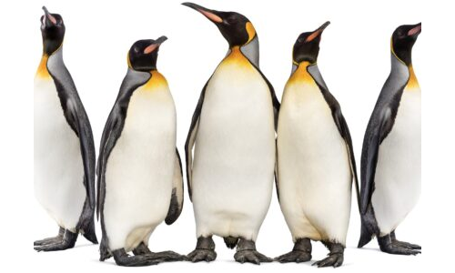 BEŞ PENGUEN-HİKAYE TORBASI