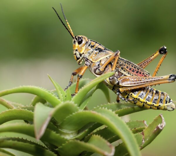 ZIPLAYAN ÇEKİRGELER