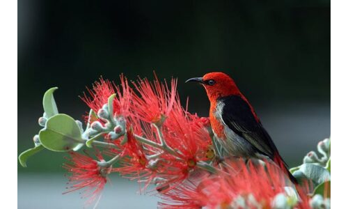 Küçük Kuş Acıktı
