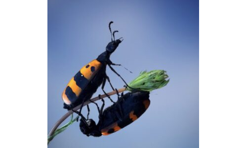Böcek Sergisi: Kendi Kınkanatlımı Tasarlıyorum