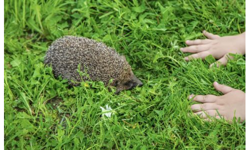 Kış Uykusuna Hazırlanan Küçük Kirpiler
