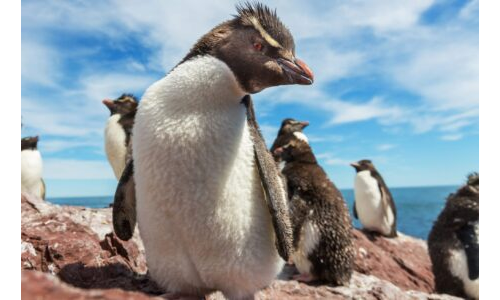 Penguenler Neden Üşümüyor?