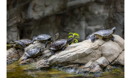Gölde ve gölette kim yaşar?