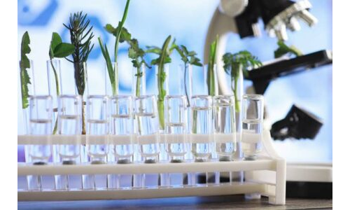 Hindiba Sapı İle Deney