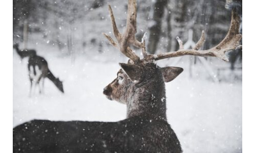 Kış Mevsiminde: Hayvanlar Hakkında Genel Bilgiler