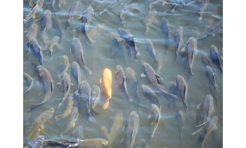 Nehirden ve Gölden Sofraya: Alabalığın Yolculuğu