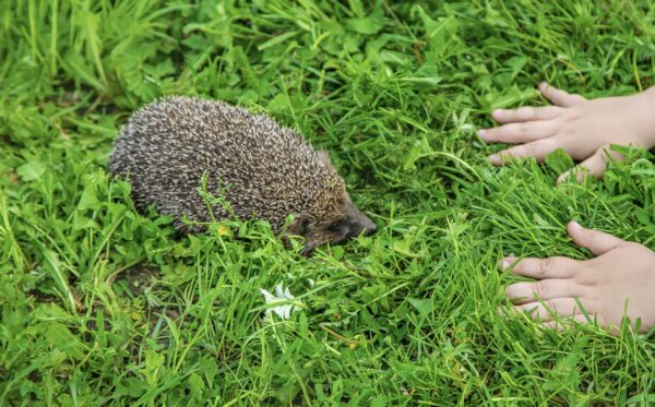 Kış Uykusuna Hazırlanan Küçük Kirpiler