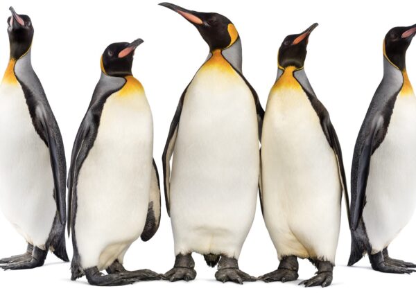 BEŞ PENGUEN-HİKAYE TORBASI