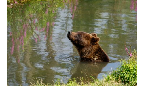 Bal Ayıcık Yüzmeye Gidiyor
