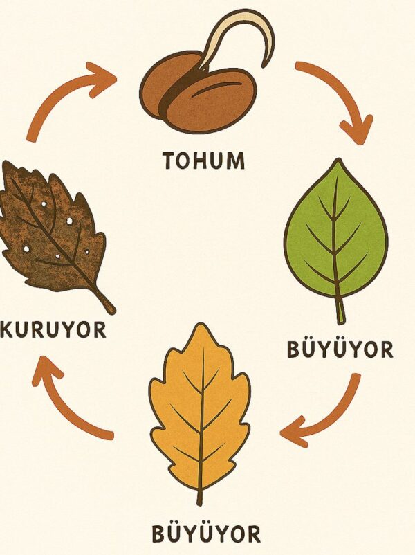 Yaprağın Döngüsü