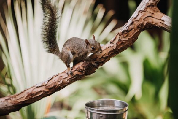 Sincaplarla Minik Bir Yolculuk