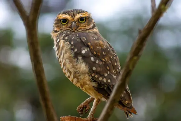 Fon kartonu ile tüylü baykuş