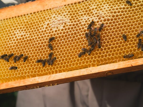 Arı Nasıl Bal Yapar? – Çocuklarla Diyalog