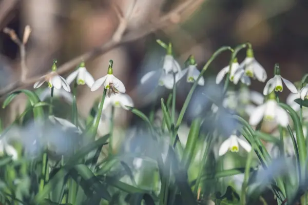 Kardelen Çiçeği Puzzle Yönerge